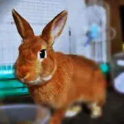 ももた