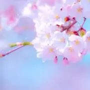 ミルクの画像
