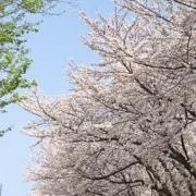 さくらの画像