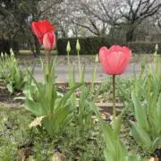 しゅがー꙳★゜の画像