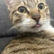チョコミント