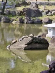 カムレの画像