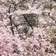 coma comaの画像