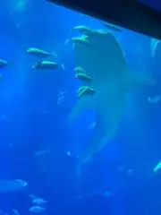 ぽんたの画像