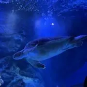 ⭐︎ウミガメ⭐︎の画像