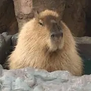 ペネロープ