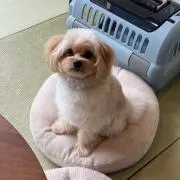 Ｊの画像