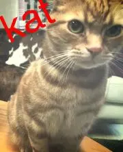 kat