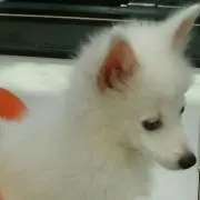 Harryの画像