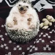 aydhの画像