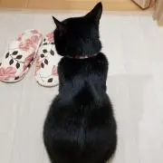 くろすけ