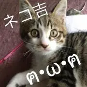 ネコ吉の画像