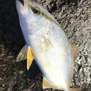 daiの画像