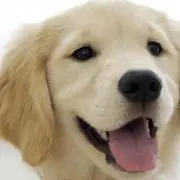 ★Chan's shop★プロフ必読★の画像