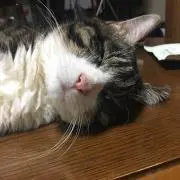 まなちゃパンダの画像