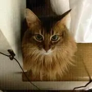 みぃ〜