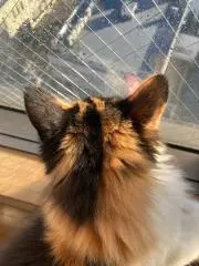 つむじの画像