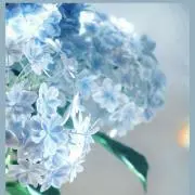 紫陽花の画像