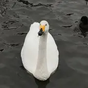 ひまさんの画像