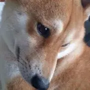 SHIBA