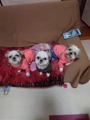 nmhc　プロフ見て下さい♥の画像