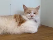 ゲルルの画像
