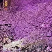 亜希の画像