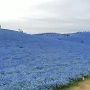 miの画像