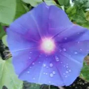 たいちょの画像