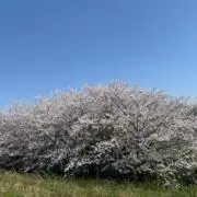 リボンの画像