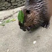 marumiの画像