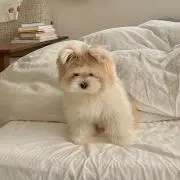 hiiの画像