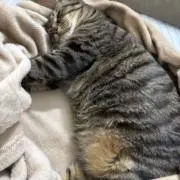 しいの画像