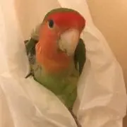 ヤコ