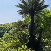 Cocoの画像