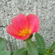 Ｒ