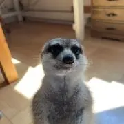 ぴのの画像