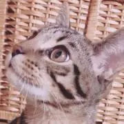 こてつ
