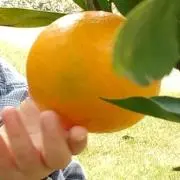 ちゃおの画像