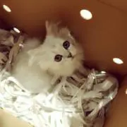 renrenの画像
