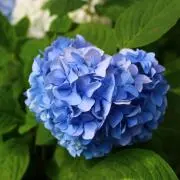 hydrangeaの画像
