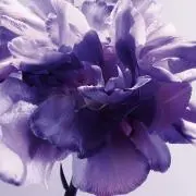 ももこの画像