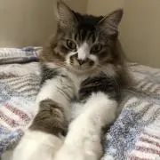 mzk/猫飼ってますの画像
