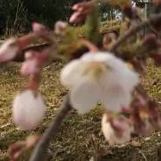 のの