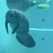 ポポ