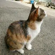ドレミ