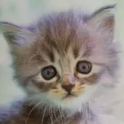にゃん太⭐️の画像