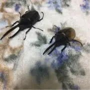 ペプシープロフ見て