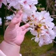 さくら❀プロフ必読の画像