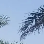 Patの画像